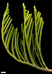 Veronica tetragona subsp. tetragona. Sprig. Scale = 10 mm.
 Image: M.J. Bayly & A.V. Kellow © Te Papa CC-BY-NC 3.0 NZ